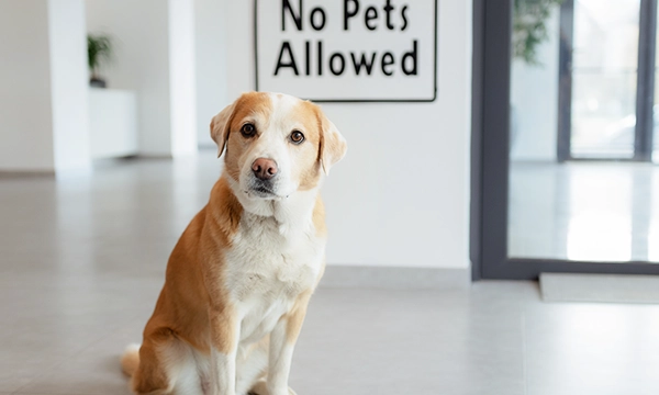Pets